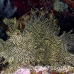 rhinopias_lacy_crci_mb_h_0400_png3333.jpg